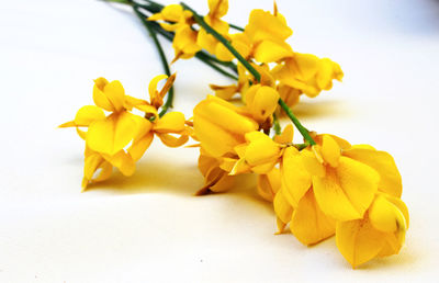 Close-up of yellow flowering plant against white background