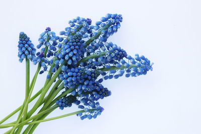 Low angle view of flowering plant against white background