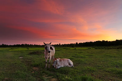 Horse in a field