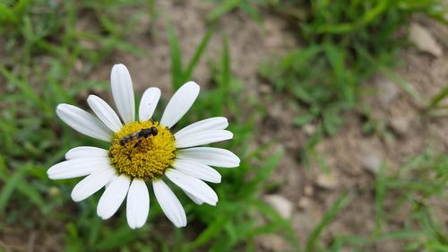 Close-up of white daisy blooming outdoors