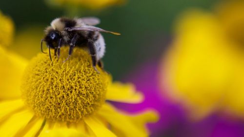 Close-up of bee pollinating on yellow flower