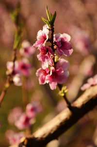 Close-up of purple flowering plant