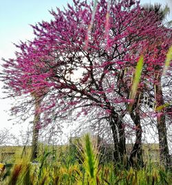 Low angle view of blooming tree