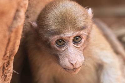 Close-up of monkey