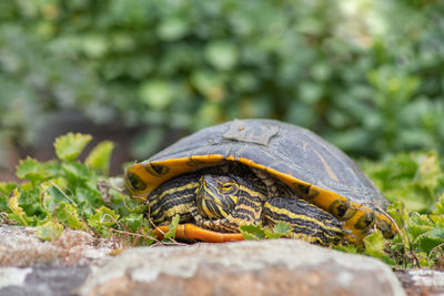 Portrait of freshwater pond turtle with yellow stripes and brown shell,exotic