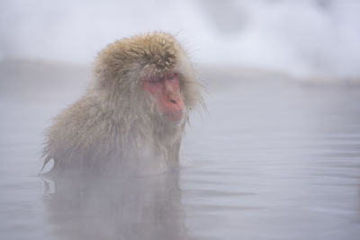 Monkey in a lake