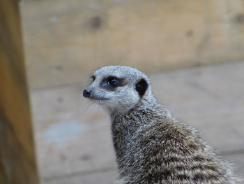 Close-up of an animal