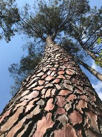 Low angle view of tree against sky