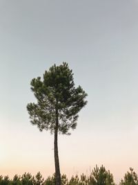 Tree on field against clear sky