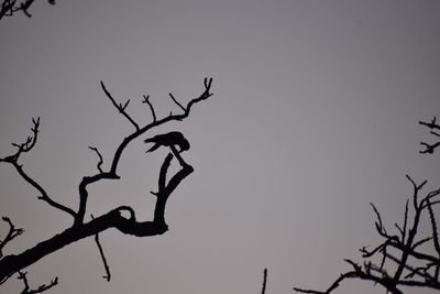 Low angle view of silhouette tree against clear sky