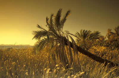 Low angle view of palm tree against sky during sunset