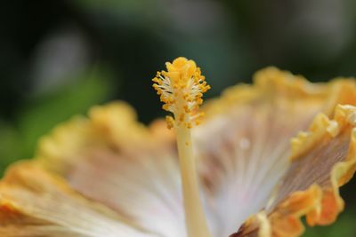 Macro shot of yellow flowering plant