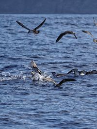 Seagulls flying over sea hunting 