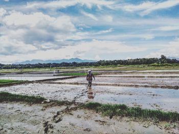 Rear view of farmer walking in rice paddy