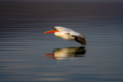 Close-up of bird flying over lake