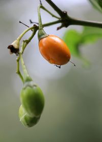 Close-up of tomatoes growing on tree