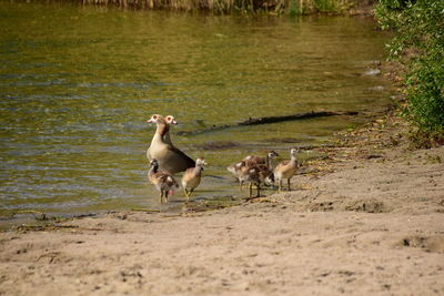 View of birds in lake