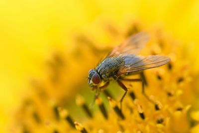 Fly in a sunflower eating pollen