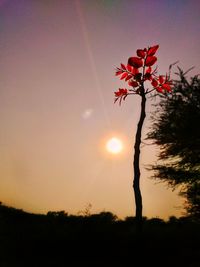 Silhouette tree against orange sky