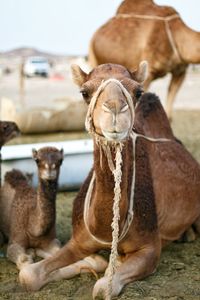 Close-up portrait of camel