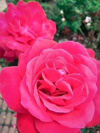 Close-up of pink flower blooming outdoors