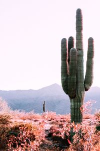 Cactus growing on landscape against sky