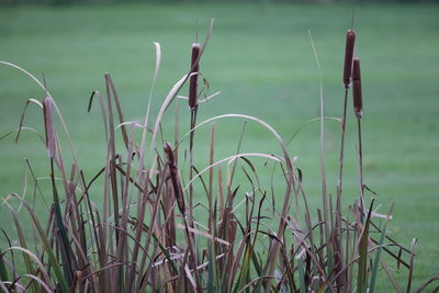 Close-up of grass growing on field