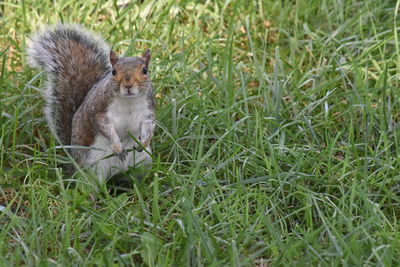 Close-up of squirrel on grassy field