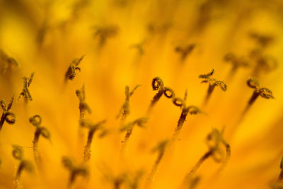 Close-up of yellow flowering plant