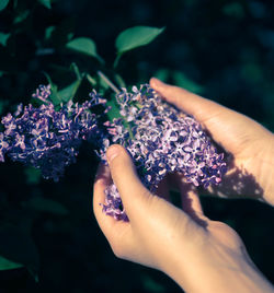 Close-up of woman hand holding purple flowers