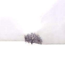 Bare tree on snow covered field against sky