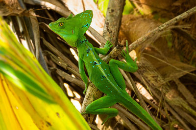Close-up of a green basilisk on branches