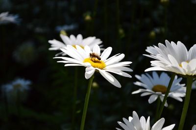 Bee on daisy during sunny day