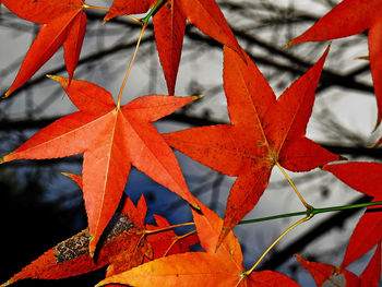 Close-up of orange maple leaves