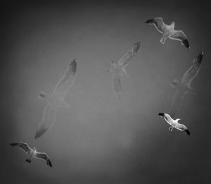 Low angle view of birds flying over white background