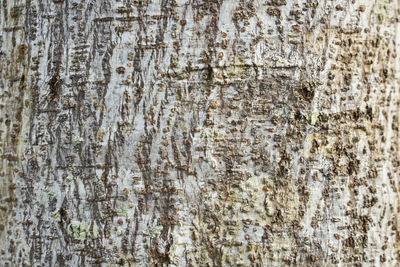 Full frame shot of tree trunk