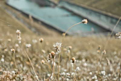 Close-up of flower growing in field