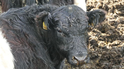 Close-up of cow