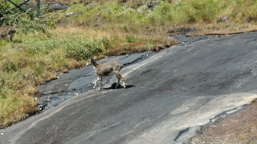 Dog on road