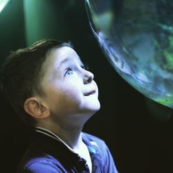 Curious boy looking at fish tank in blue reef aquarium