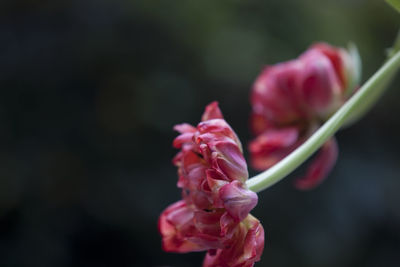 Close-up of pink flowers blooming outdoors