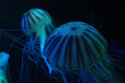 Close-up of blue light at night