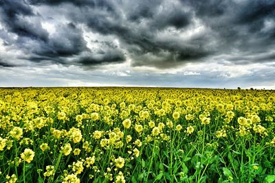 Scenic view of field against cloudy sky