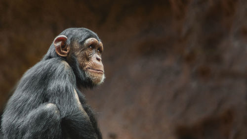 Close-up of monkey looking away