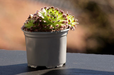 Close-up of potted plant on table