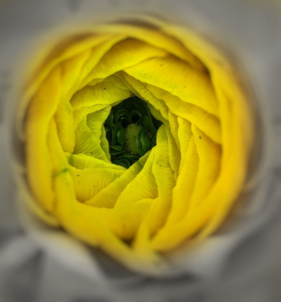 EXTREME CLOSE-UP OF YELLOW FLOWER