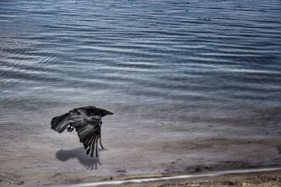 Bird flying over sea