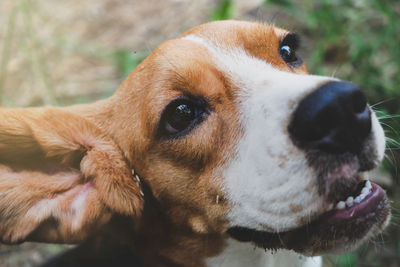 Close-up of a dog looking away