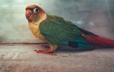 Parrot on ground