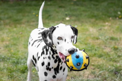 Dalmatian holding ball and standing on grassy field